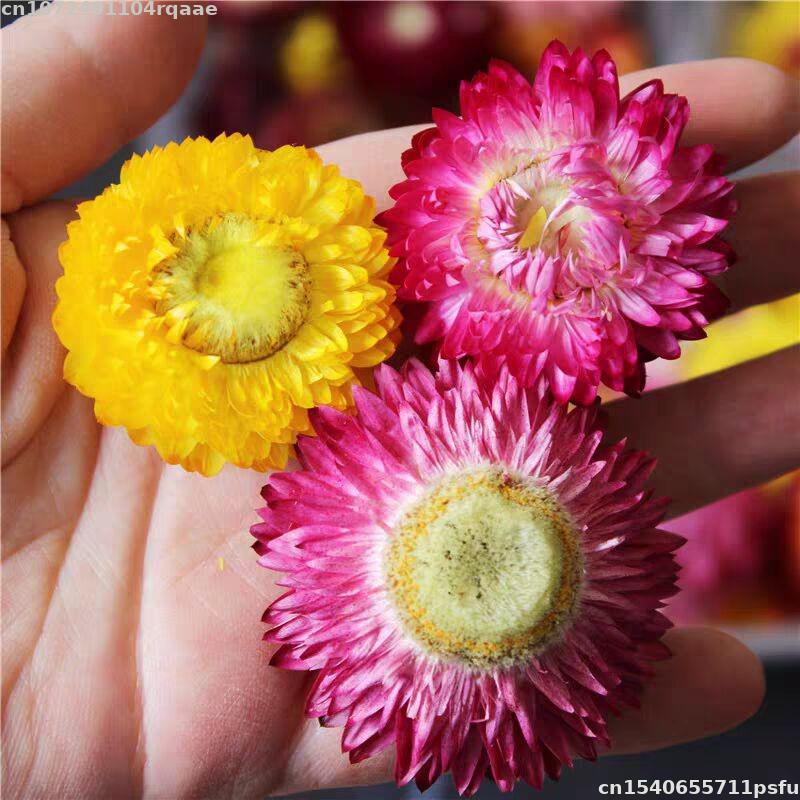 Soap Making Material Wholesale - 100% natürliche getrocknete Blumen Bracteantha Bracteata